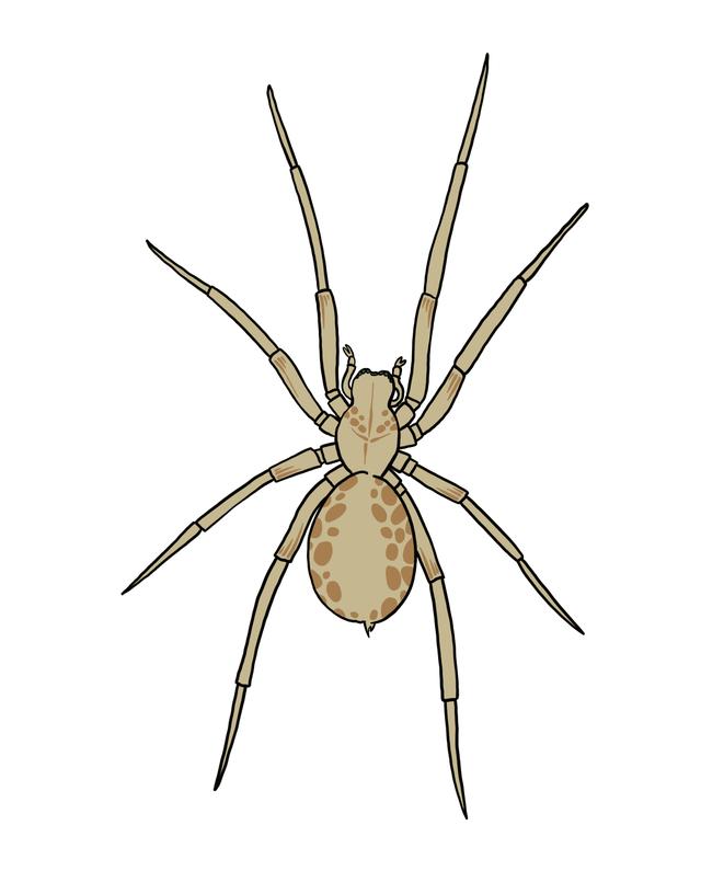 How many spiders can you see?