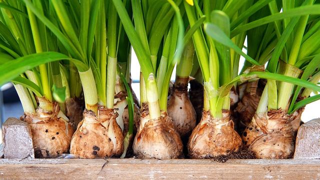 Laura knows she can grow a daffodil from a bulb without soil. What must the bulb have to grow into a plant?