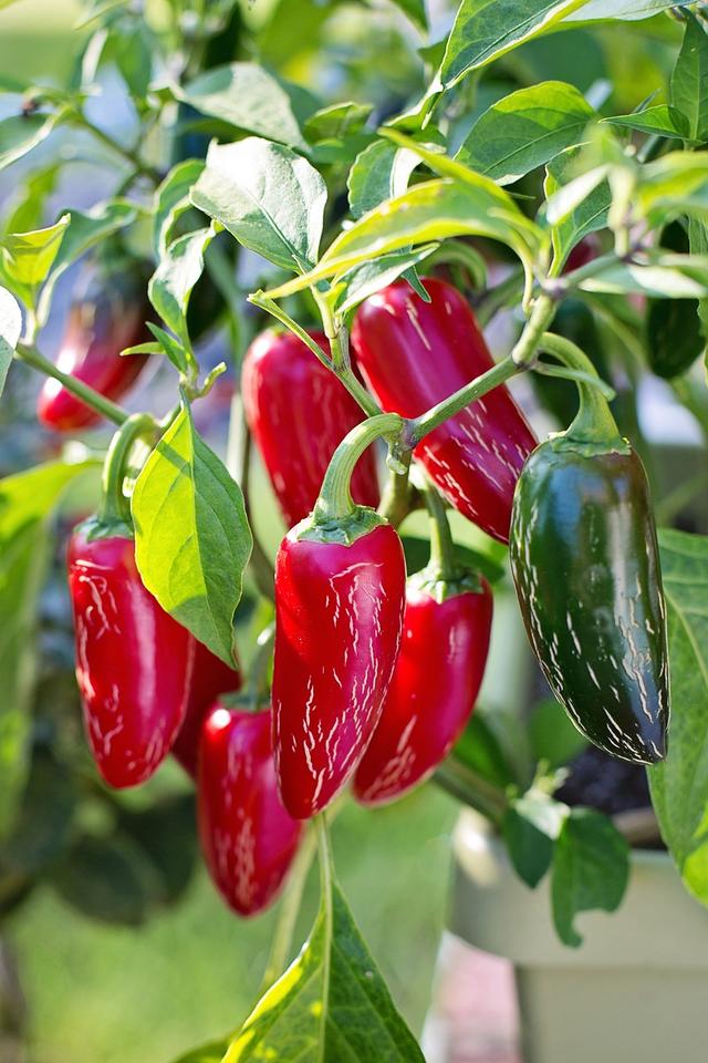 This red chilli plant grows well in the warmest places with lots of light. Where is a good place to grow a chilli plant?