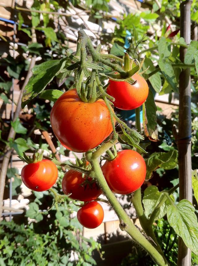 Which two tomato plants might a farmer choose to artificially pollinate?