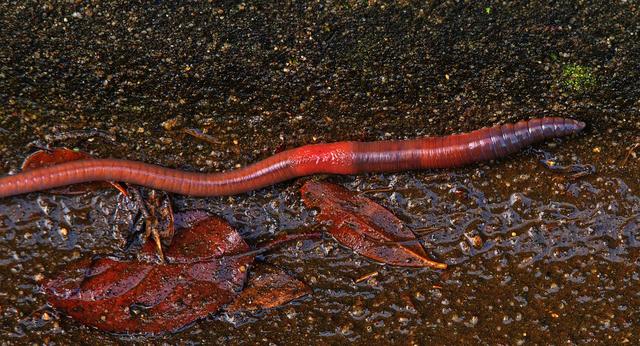 worm