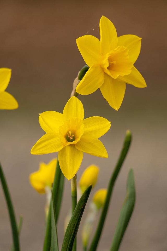 daffodil
