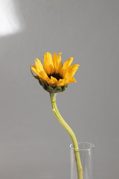 An image in a quiz