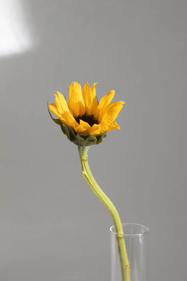 What is the name of the part of this plant under the flower?