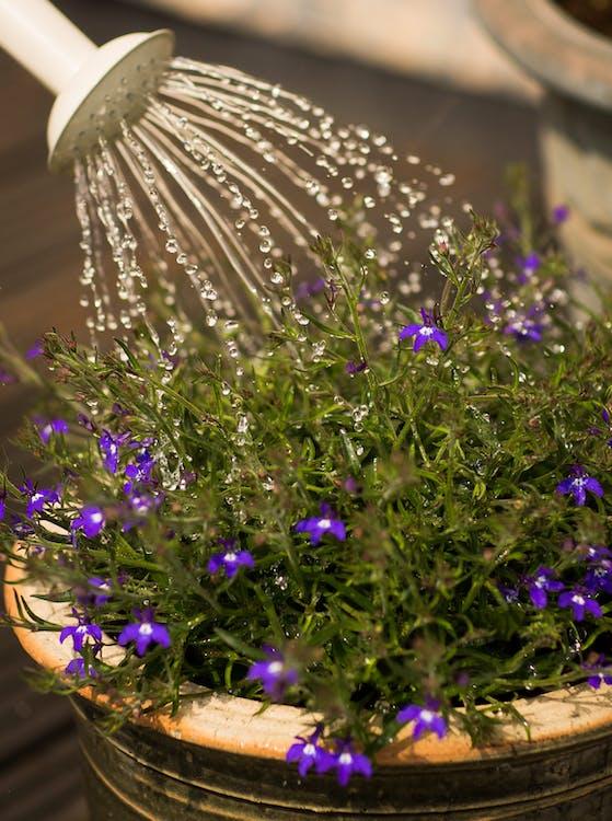 Where do plants grow?
