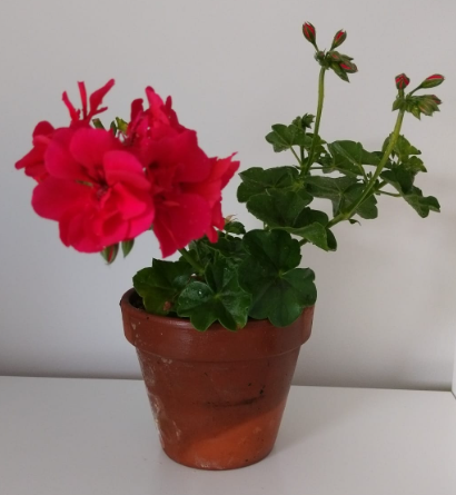 The water that leaves and flowers need is transported to them from the root through the <span class="blank">______</span>.