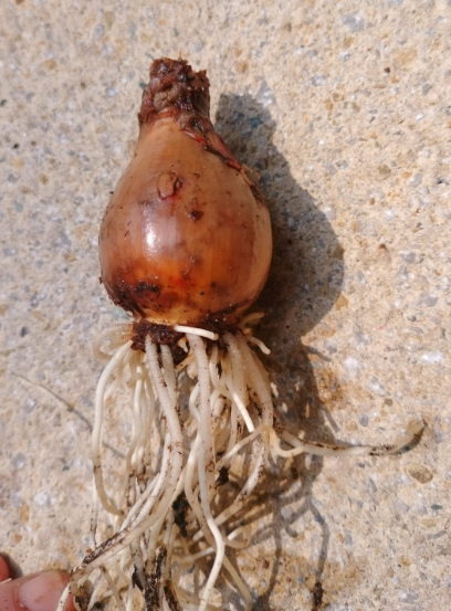 Plants rest as bulbs. Where can bulbs be found most of the time?