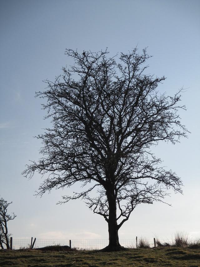 tree with no leaves