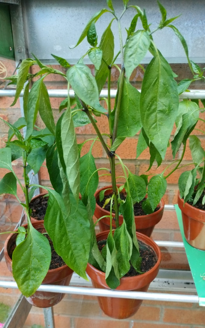 What word is used when a plant becomes droopy and floppy?