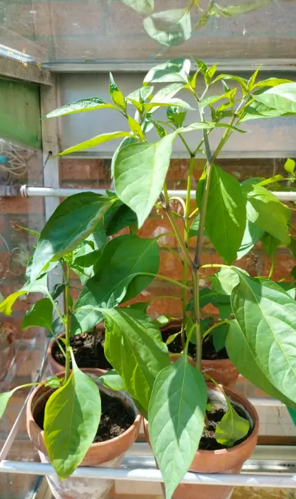 Which units of measure could Jun use to measure the height of the plants he is investigating?