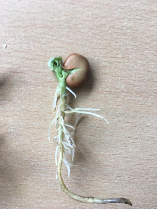 What do most seeds need to germinate?