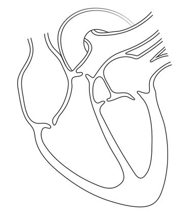 An image in a quiz