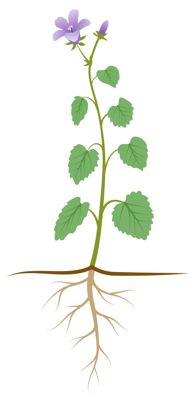 Match the parts of the plant to its function.
