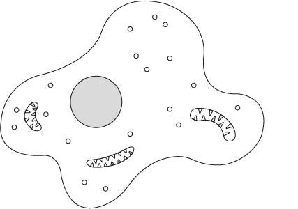 An image in a quiz