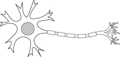 nerve cell