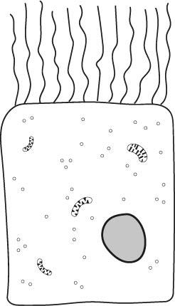 A cell with a nucleus, but without a cell wall.