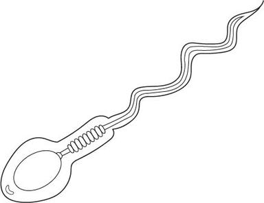 sperm