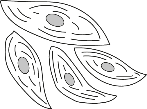 An image in a quiz