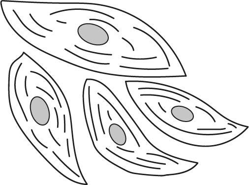 An image in a quiz