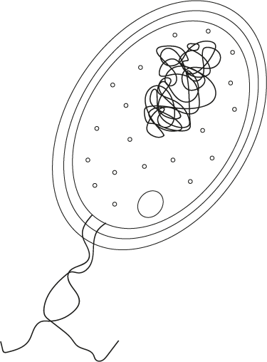 An image in a quiz