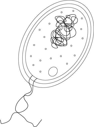 An image in a quiz