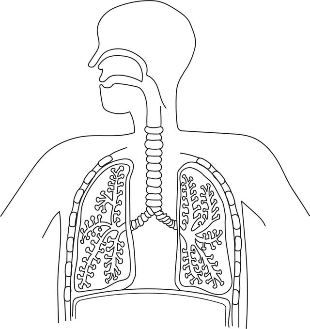 Order the path of air entering the lungs.