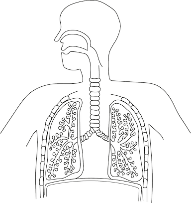 An image in a quiz