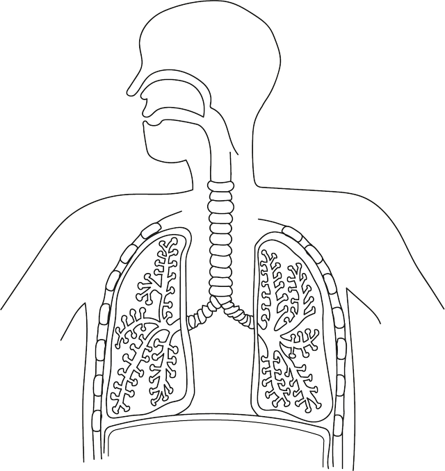 Put the statements in the right order to describe inhalation.