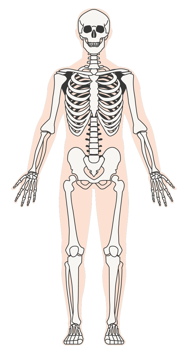 An animal's body needs a skeleton to provide <span class="blank">______</span> so that it can stay upright and keep its shape.