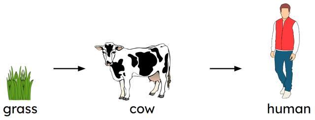 Which living thing is the producer in this food chain?