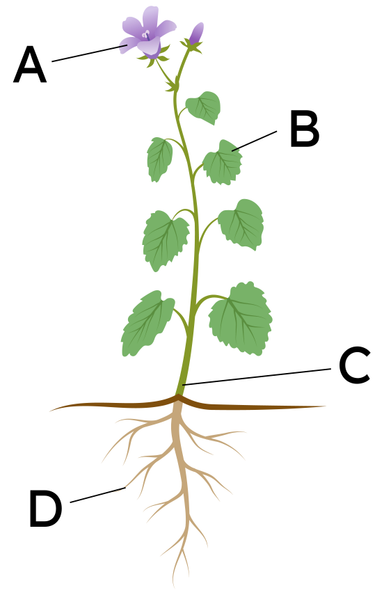 An image in a quiz