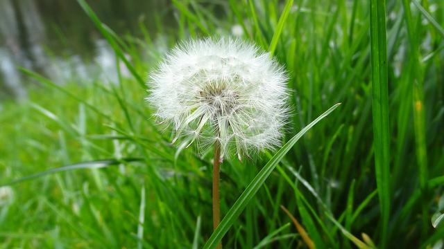 a dandelion