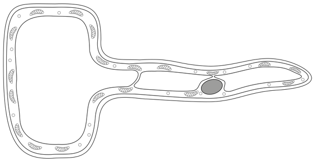 root hair cell