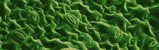 Water can leave the plant via pores in the leaves called <span class="blank">______</span>.