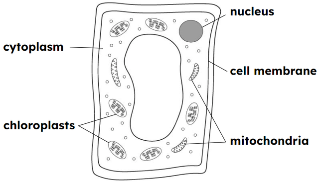 Where does respiration take place in fungi, plants and animals?