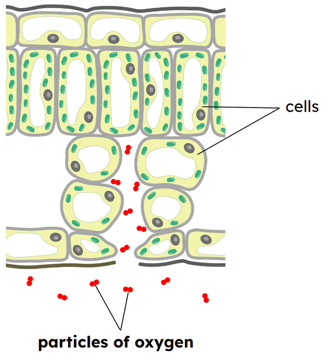 Diagram B