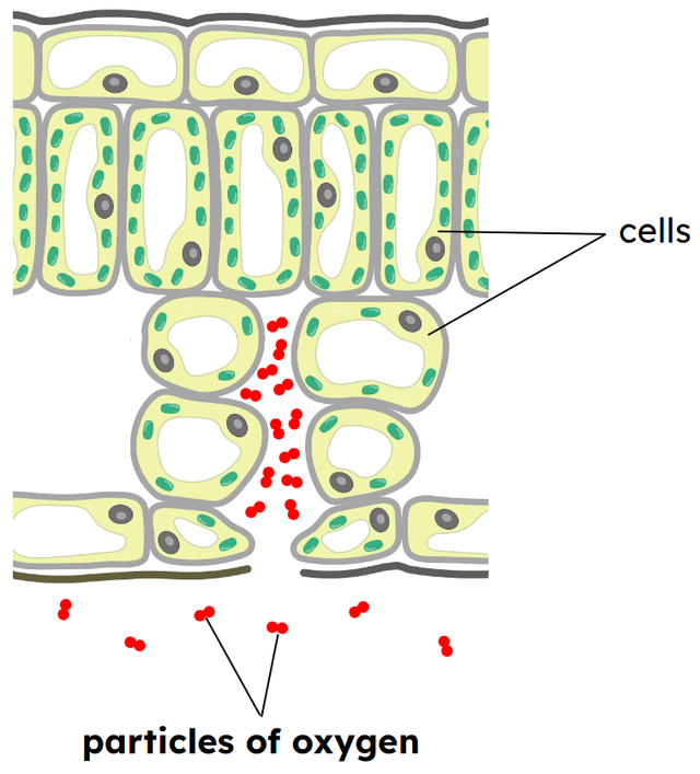 Diagram C