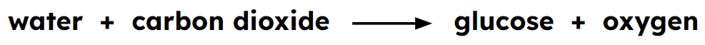 An image in a quiz