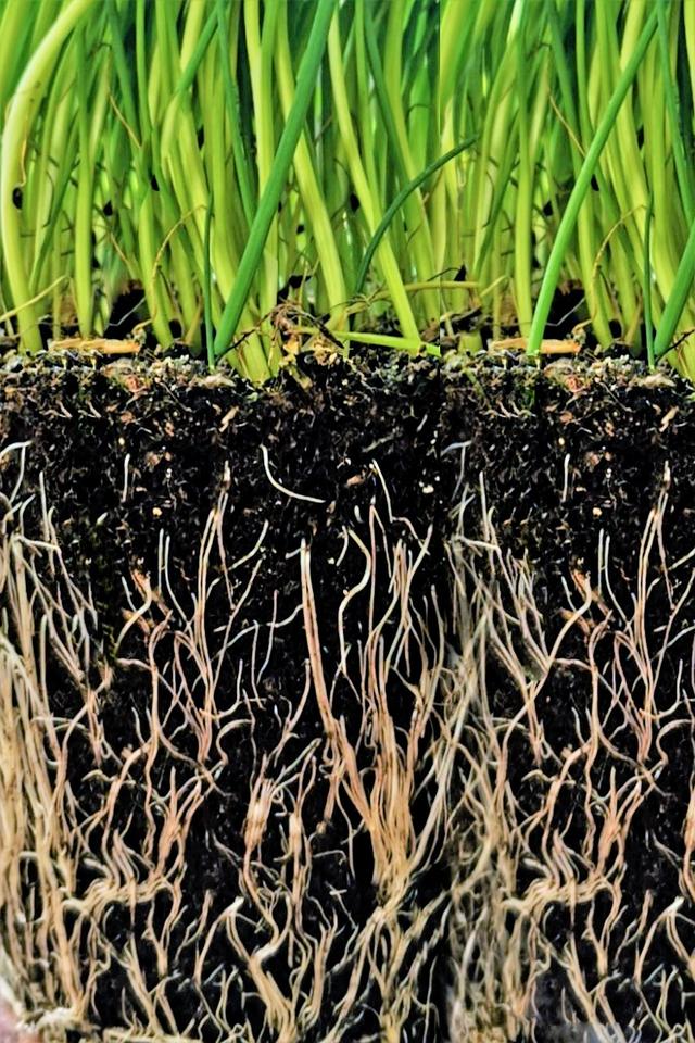 Roots take in water and <span class="blank">______</span> from the soil they are growing in to help the plant grow and stay healthy.
