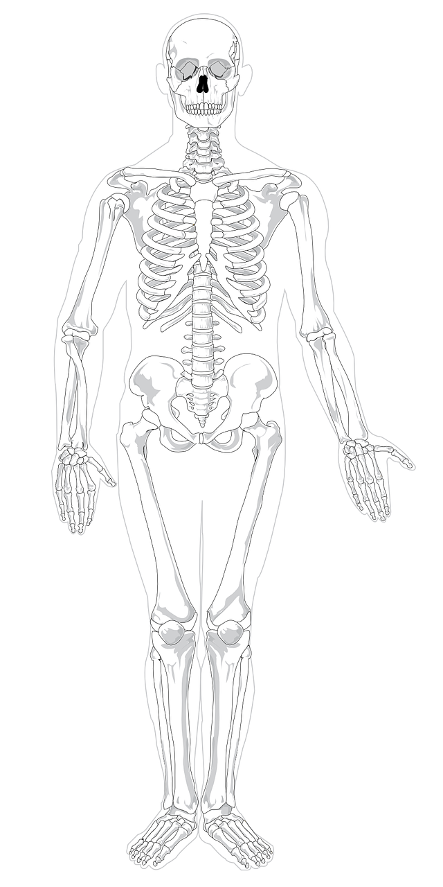 To look at our skeleton we would need to have a special image called an...