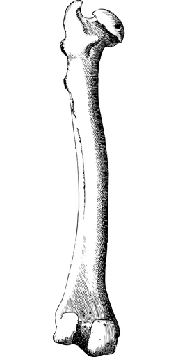 An image in a quiz