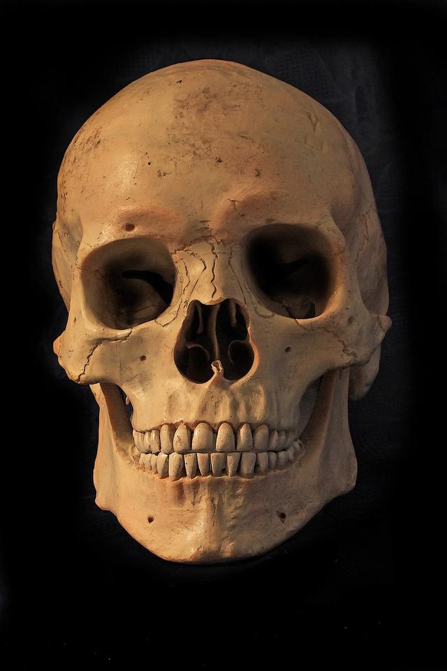 What do scientists suggest is a possible reason for modern human skulls having smaller jaws and teeth than those from millions of years ago?