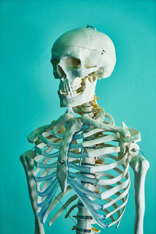 Which of these is the name of a bone in your skeleton?
