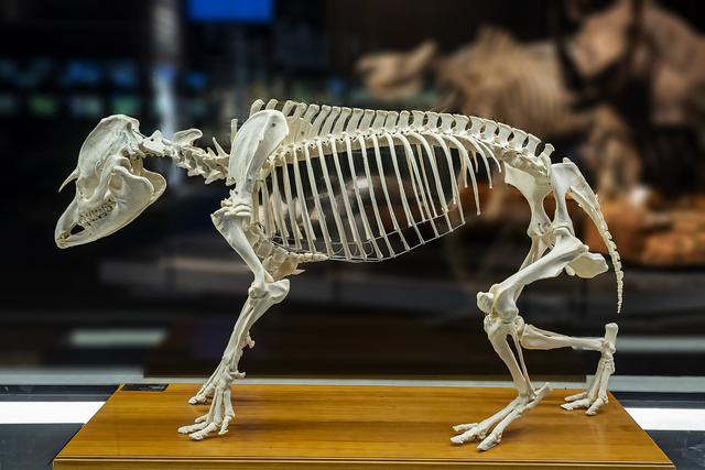 Animal skeletons are made up of different sizes and shapes of...