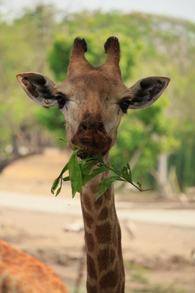 Animals can move around and feed themselves by ...