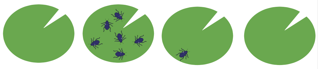 An image in a quiz