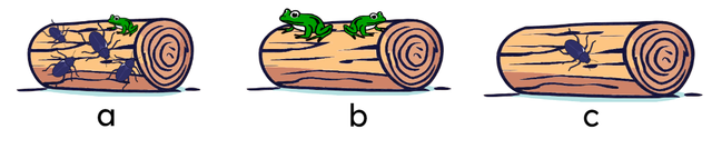 Which log has zero frogs?