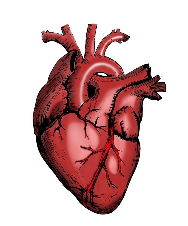 heart