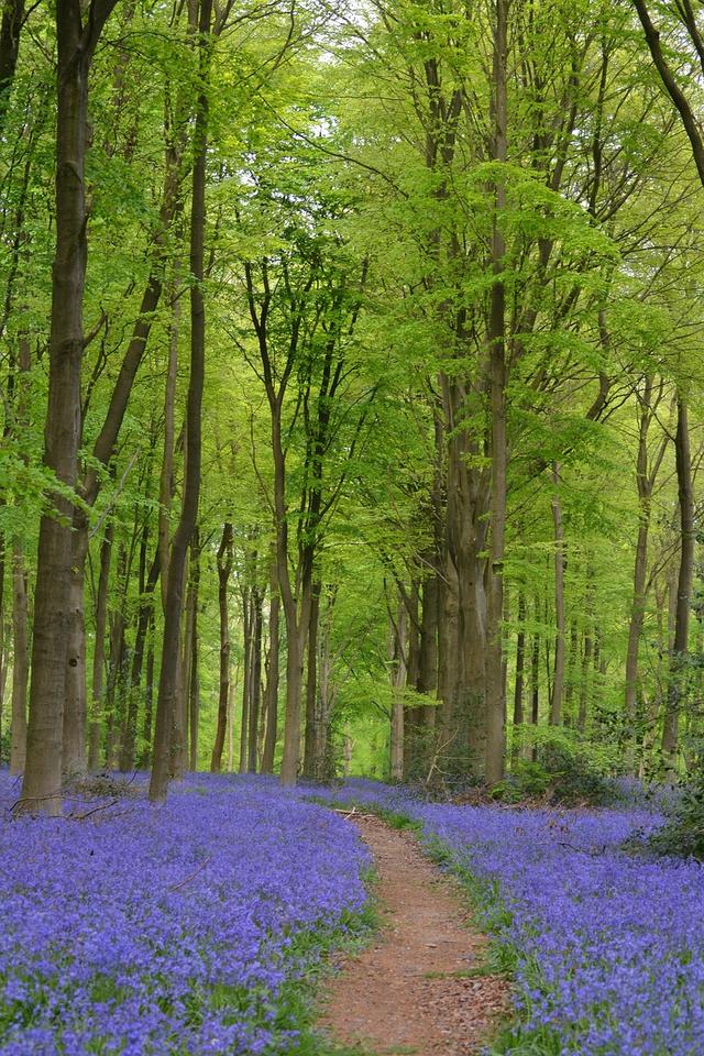 Where are wildflowers growing in this picture?