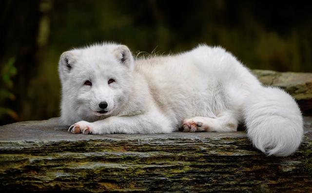 an Arctic fox